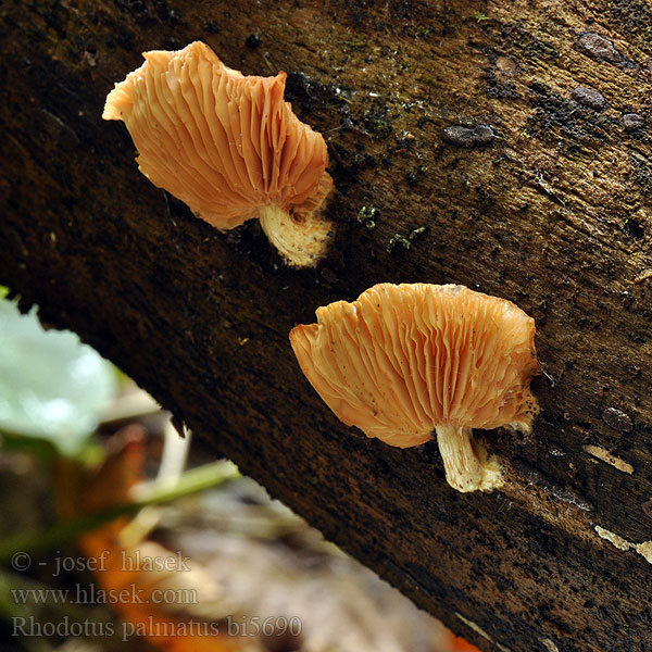 Rhodotus palmatus Pleuropus Orangerötliche Adernseitling Rhodote palmé Hlívovec ostnovýtrusný Wrinkled Peach ホシアンズタケ Родотус дланевидный Červenáčik obyčajný 网盖红褶伞 Ferskenhat Zalmzwam Tönkös kacskagomba Ferskenpote Żyłkowiec różowawy Brazdasti klobučar Crvenkasta brestovača Visgo negrillos