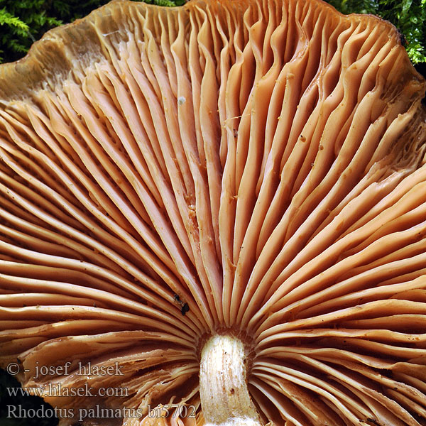 Rhodotus palmatus bi5702