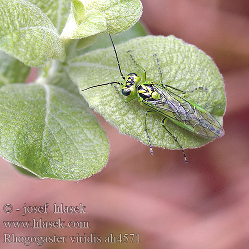 Rhogogaster viridis Green sawfly Grüne Blattwespe Pilatka zelená Grøn bladhveps Tenthrède verte Bladwesp Zöld levéldarázs Szczertbatek zielony Рогогастер зелёный 