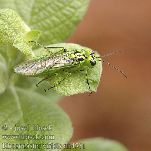 Rhogogaster viridis Szczertbatek zielony Рогогастер зелёный Green sawfly Grüne Blattwespe Pilatka zelená Grøn bladhveps Tenthrède verte Bladwesp Zöld levéldarázs