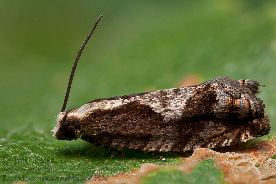 Rhopobota ustomaculana Loch Rannoch tortix Obaľovač strieškový