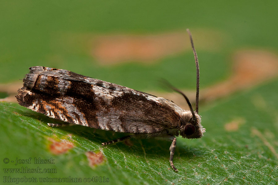 Rhopobota ustomaculana Prachtbosbesbladroller Lingonhakvecklare