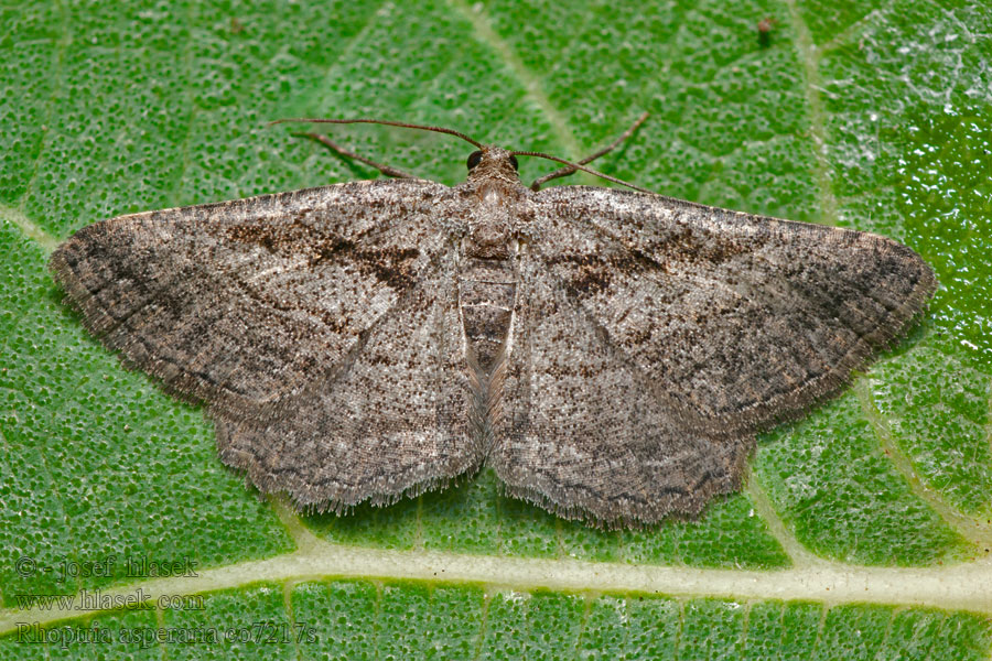 Rhoptria asperaria Banded Grey Fidonie charbonneuse