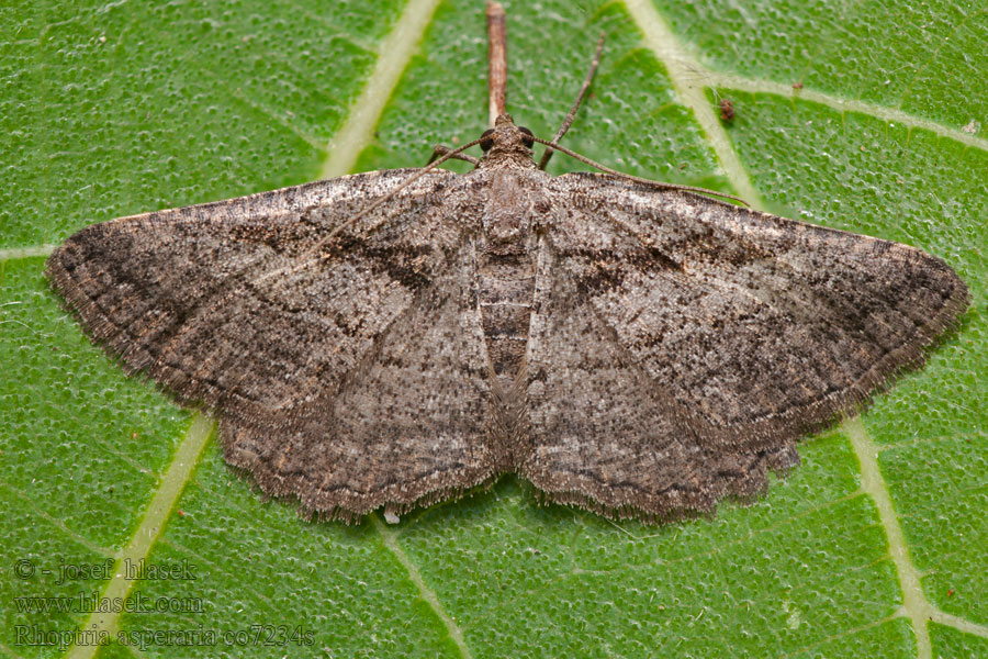 Rhoptria asperaria Banded Grey