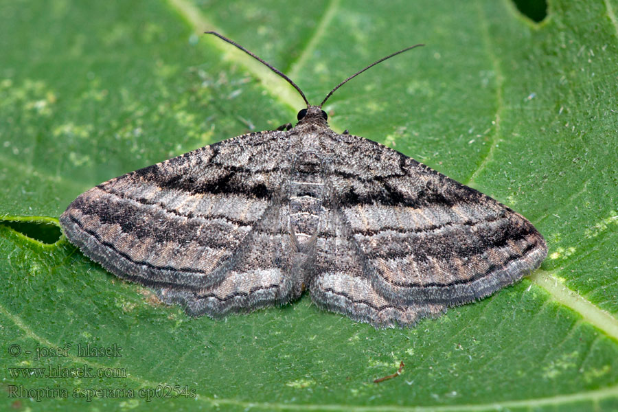 Rhoptria asperaria Fidonie charbonneuse