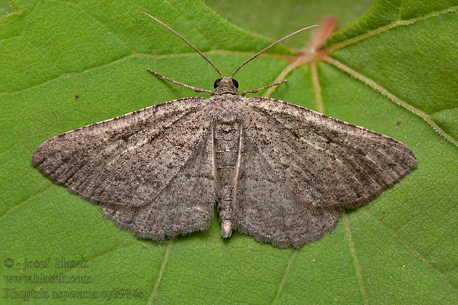 Banded Grey Fidonie charbonneuse Rhoptria asperaria