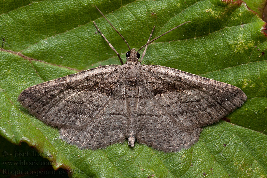 Fidonie charbonneuse Rhoptria asperaria