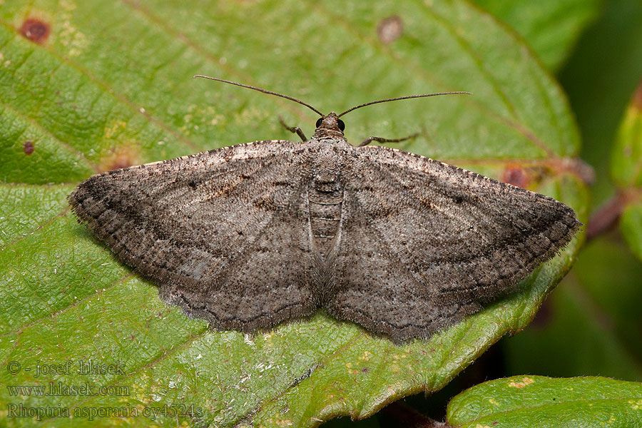 Banded Grey Rhoptria asperaria