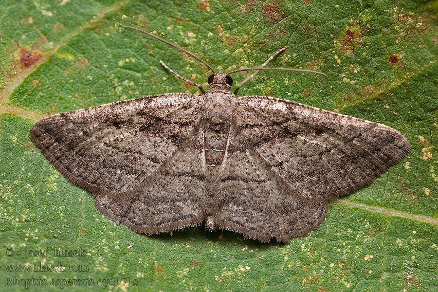 Rhoptria asperaria