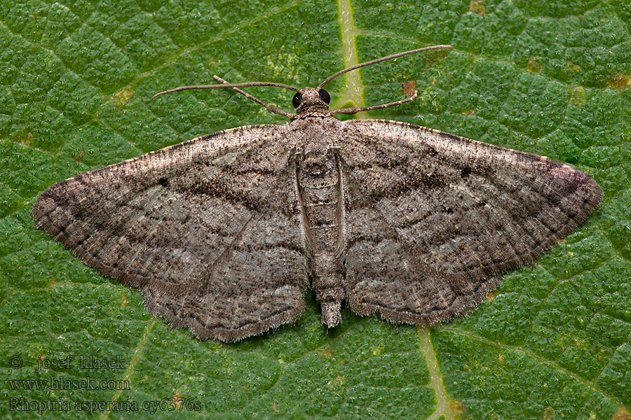 Rhoptria asperaria