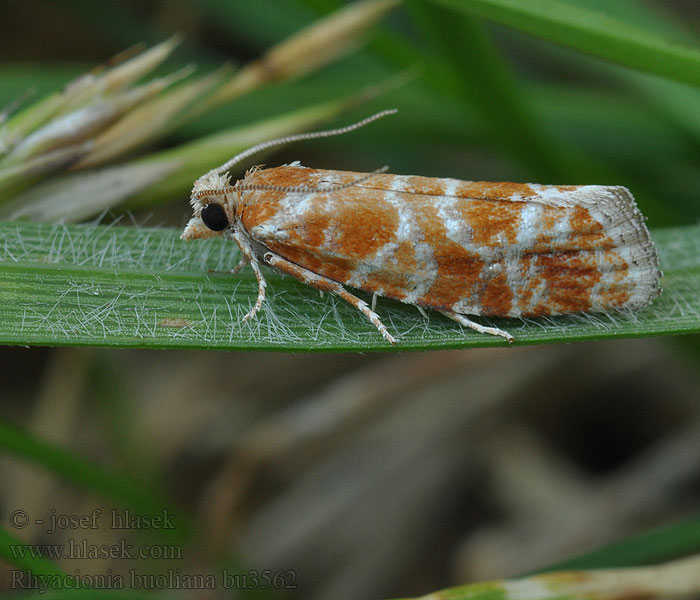 Pine Shoot Moth Obaľovač mládnikový Побеговьюн зимующий