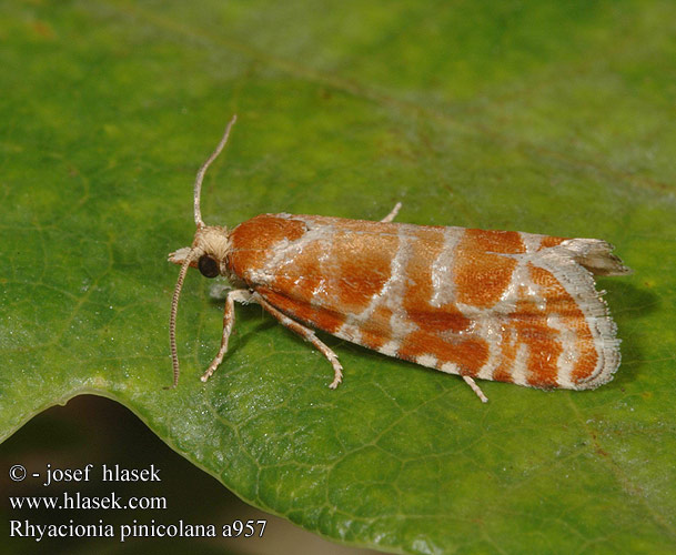 Rhyacionia pinicolana Obaleč sosnový Obaľovač sosnový