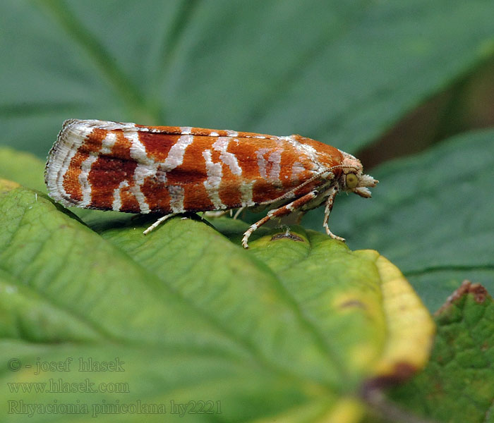 Rhyacionia pinicolana Rode dennenlotboorder Piros gyantamoly