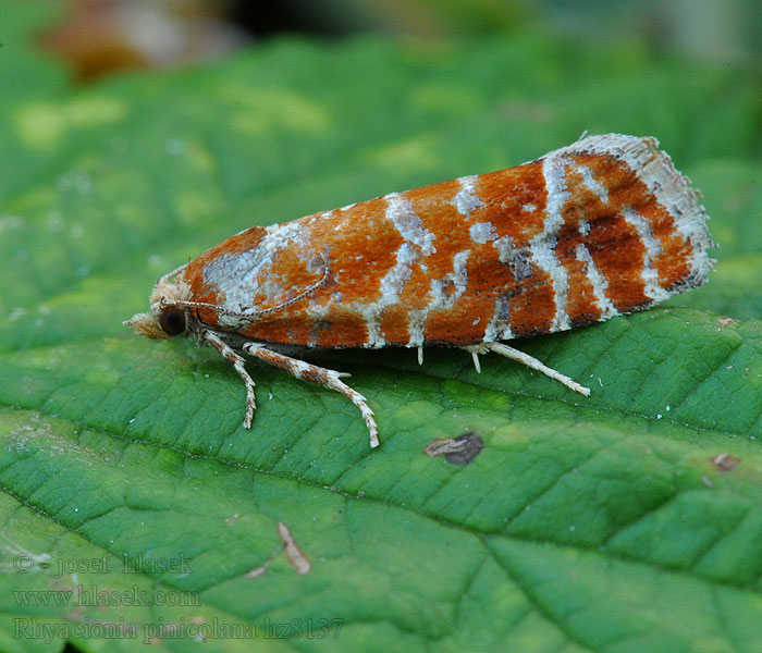 Rhyacionia pinicolana Punaversokääriäinen Förväxlad tallskottvecklare