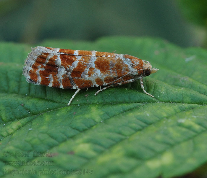 Obaleč sosnový Rhyacionia pinicolana Praktfuruskuddvikler