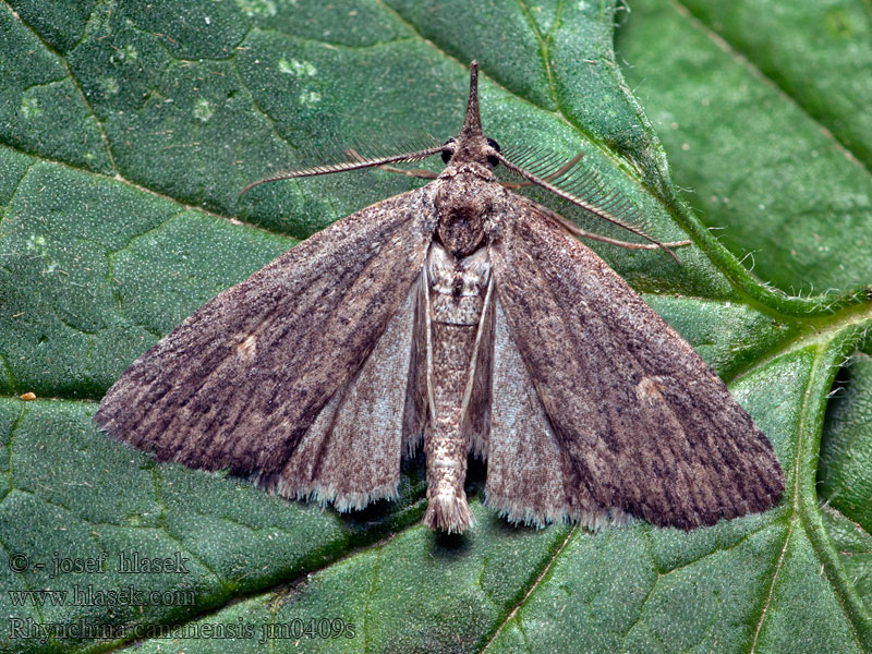 Rhynchina canariensis