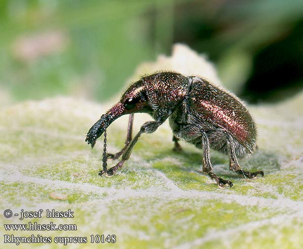 Rhynchites cupreus 10148 UK: leafroller weevil DK: Æblestikker DE: Kupferroter Pflaumenstecher LT: Slyvinis cigarsukis