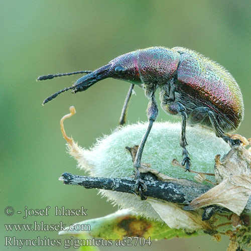 Rhynchites giganteus ae2704 RU: грушевый долгоносик слоник