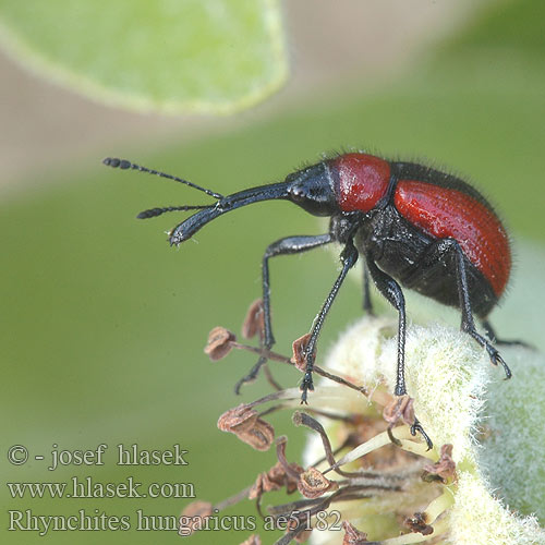 Rhynchites hungaricus ae5182 HU: Gül hortumlu böceği