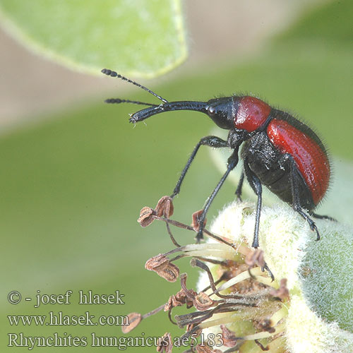 Rhynchites hungaricus ae5183 HU: Gül hortumlu böceği