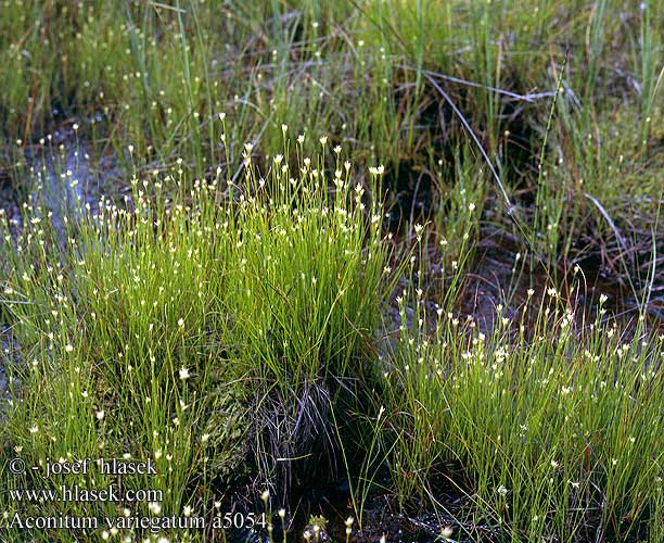 Rhynchospora alba White Beak-sedge Przygiełka biała Hvid Næbfrø