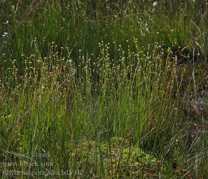 Rhynchospora alba White Beak-sedge Przygiełka biała