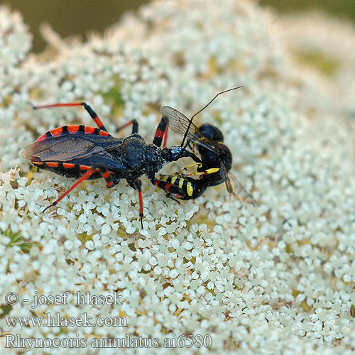 Rhynocoris annulatus