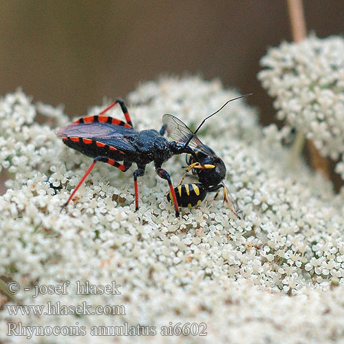 Rhynocoris annulatus