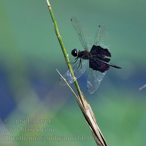 Rhyothemis semihyalina Phantom Flutterer