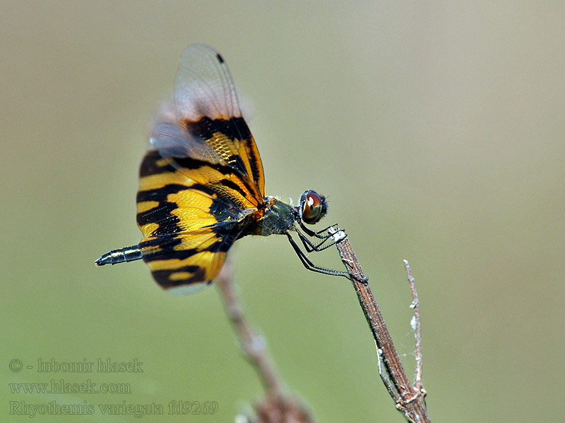 Perithemis domitia