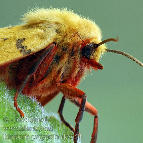 Rhyparia purpurata Diacrisia Purpurbär Purpur-Bär Stachelbeerbär Přástevník angreštový Niedźwiedziówka purpurka Purple Tiger Spriadač purpurový Ecaille pourprée Purperbeer Медведица пурпурная