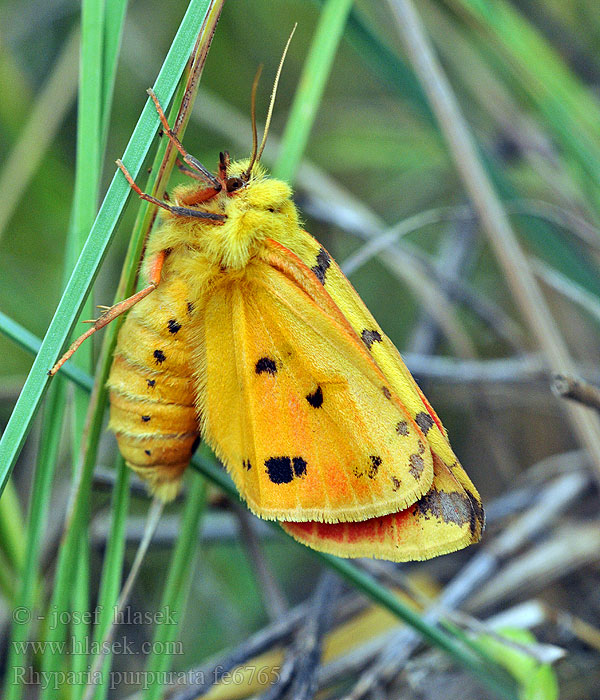 Rhyparia purpurata Diacrisia Purpurbär Purpur-Bär Stachelbeerbär