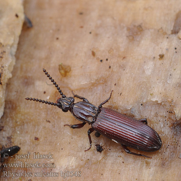 Rhysodes sulcatus Rýhovec pralesní Furchenwalzenkäfer Zagłębek bruzdkowany Wrinkled Bark Beetle Ризод бороздчатый