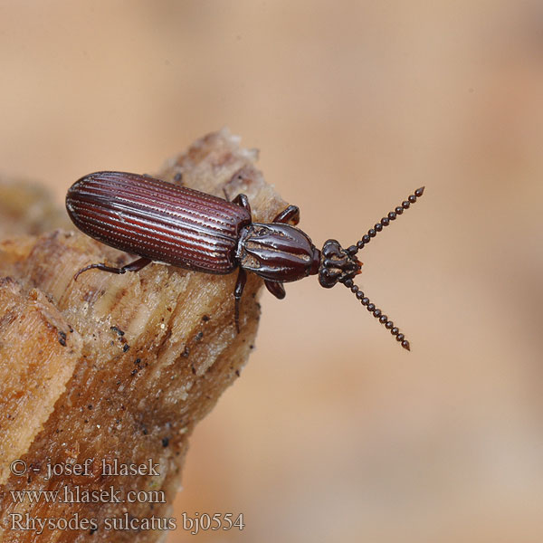 Zagłębek bruzdkowany Wrinkled Bark Beetle Ризод бороздчатый Rhysodes sulcatus Rýhovec pralesní Furchenwalzenkäfer