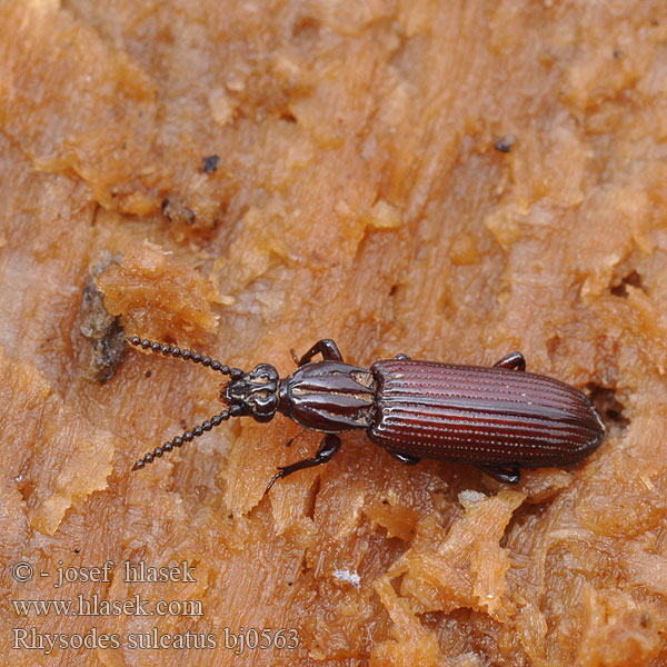 Ризод бороздчатый Rhysodes sulcatus Rýhovec pralesní Furchenwalzenkäfer Zagłębek bruzdkowany Wrinkled Bark Beetle