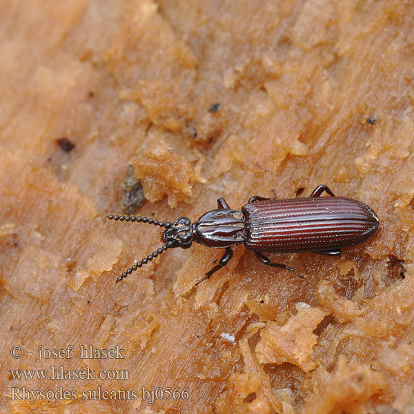 Rýhovec pralesní Furchenwalzenkäfer Zagłębek bruzdkowany Wrinkled Bark Beetle Ризод бороздчатый Rhysodes sulcatus