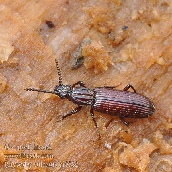 Furchenwalzenkäfer Zagłębek bruzdkowany Wrinkled Bark Beetle Ризод бороздчатый Rhysodes sulcatus Rýhovec pralesní