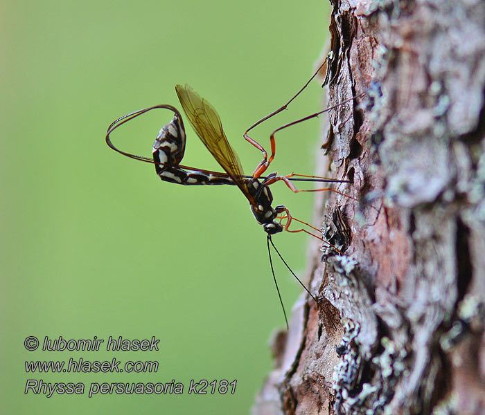 Rhyssa persuasoria Giant ichneumon Óriás-fenyőfürkész