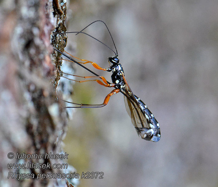 Houtsluipwesp Giant ichneumon Rhyssa persuasoria