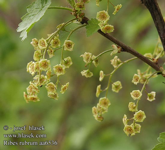 Ribes rubrum Rote Johannisbeere Have-Ribs Redcurrant Punaherukka