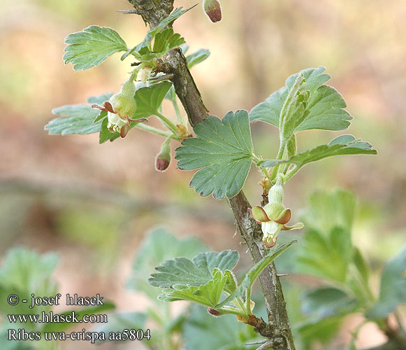 Kosmulja Krusbär Rough Gooseberry Meruzalka srstka Uva espina