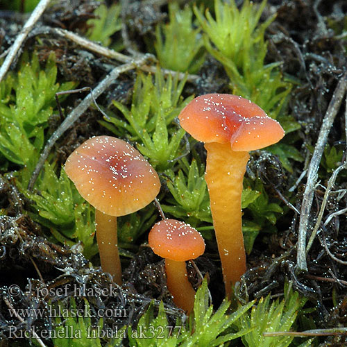 Rickenella fibula Omphale épingle Kalichovka oranžová