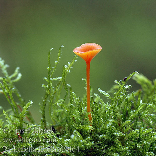 Rickenella fibula al9464