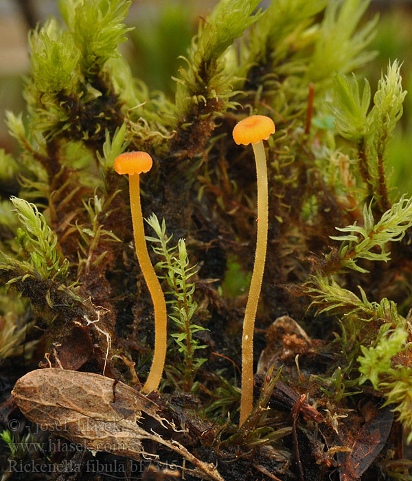 Rickenella fibula Omphale épingle Kalichovka oranžová Machovček oranžový Orangefarbener Heftelnabeling Spinka pomarańczowa Рикенелла шпенек Oranžnorumena mahoživka Oranjegeel trechtertje Orange Mosscap mosnavlehat Oranssinapalakki Sárga mohakígyógomba mohakí-gyógomba