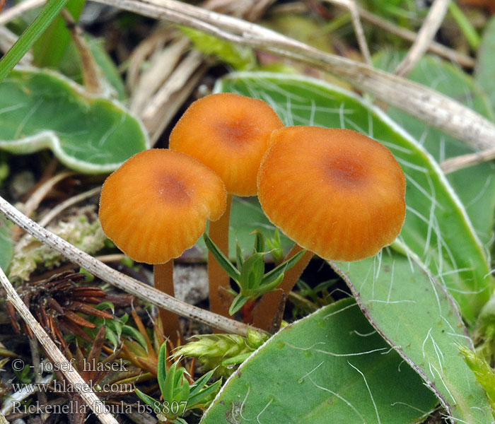 Rickenella fibula Orangefarbener Heftelnabeling