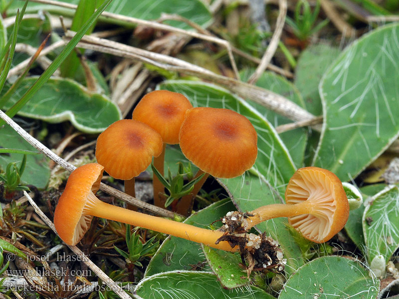 Rickenella fibula Spinka pomarańczowa