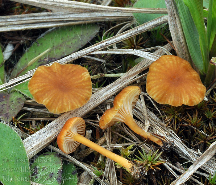 Rickenella fibula Oranjegeel trechtertje