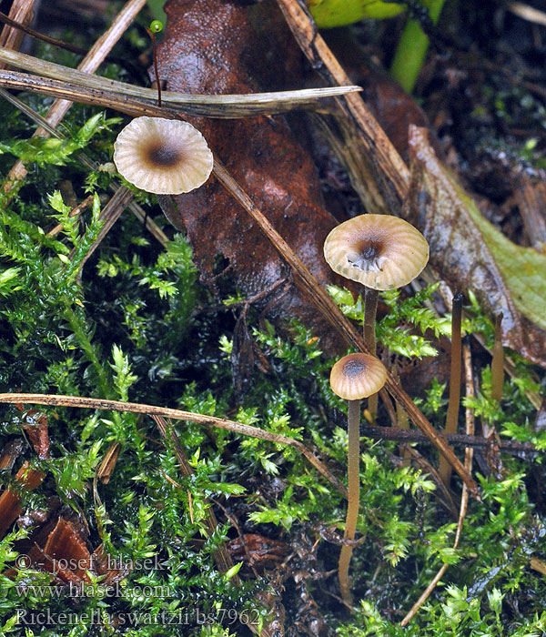 Rickenella swartzii Kalichovka Swartzova Paarsharttrechtertje