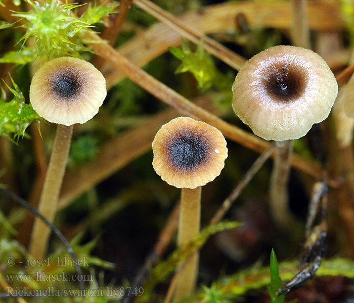 Kalichovka Swartzova Rickenella swartzii