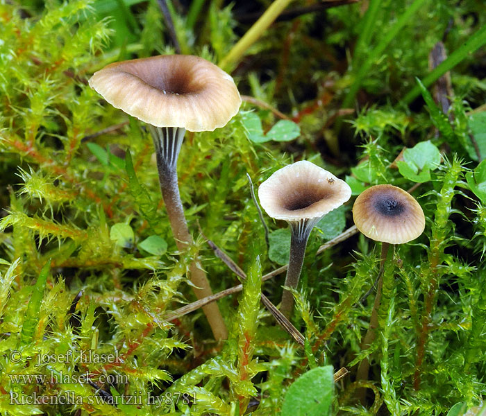 Spinka fioletowotrzonowa Rickenella swartzii